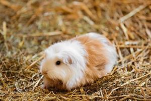 süßes rotes und weißes Meerschweinchen aus nächster Nähe. kleines Haustier in seinem Haus. Meerschweinchen im Heu foto