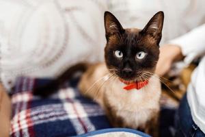 lustige katze mit einer roten fliege nahaufnahme. Katze mit Schmetterling. Katze mit Augenfehler. das konzept der modischen katzen. foto