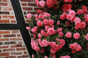 Strauch mit schönen rosa Rosen in der Nähe der Backsteinmauer. Rosen Blumen Hintergrund foto