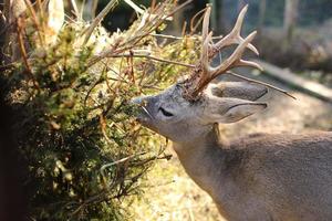 Rehe fressen am Zaun des Hofes. tierischer Hintergrund. selektiver Fokus foto