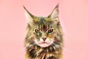 Maine-Coon-Katze, Schildpatt-Fellfarbe. foto