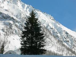 Berg mit blauem Himmel und Schnee, mit dunkler Kiefer davor foto