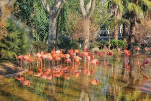 Scharlachsichler alias Eudocimus ruber Vogeltiere in einem Wasserteich foto