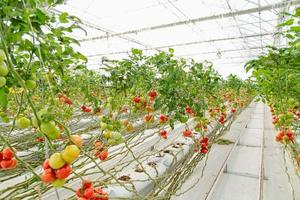 Bunt, von roh bis reif Tomatenschuppen Blick aus einem Gewächshaus. foto