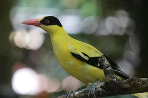 Schwarznackter Pirol oder einzelner gelber Vogel, der auf einem Baumzweig thront. foto
