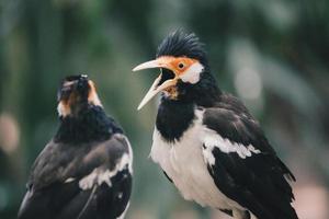 der pied myna oder der asiatische scheckenstar oder jalak suren, ein einheimischer myna-vogel aus indonesien foto