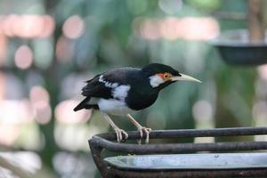 der pied myna oder der asiatische scheckenstar oder jalak suren, ein einheimischer myna-vogel aus indonesien foto