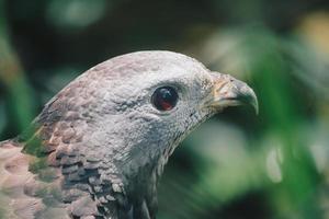 nahaufnahme klaue des orientalischen honigbussards, raubvogel. foto