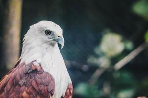 Brahminendrachen oder Elang Bondol. Raubvogel. foto