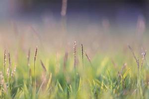 brunnenblume blühendes gras natürlich mit regentropfenhintergrund foto