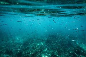 kleiner Unterwasserfisch mit Korallenriff im tropischen Meer foto