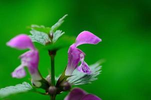 lila Blume und grüner Hintergrund foto