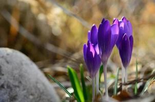 lila Krokus und runder Stein foto