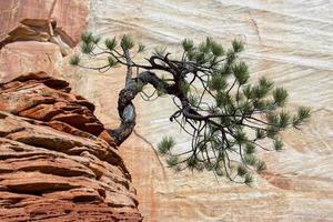 verkrüppelter Baum auf einem Felsvorsprung foto