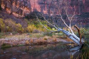 toter Baum im jungfräulichen Fluss foto