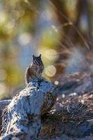 Nahaufnahme eines Streifenhörnchens im Bryce Canyon foto