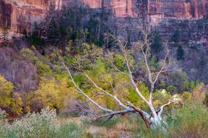 Toter Baum im Zion-Nationalpark foto