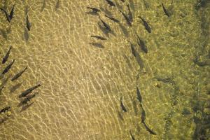 Fisch im Wasser foto