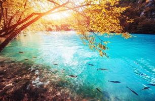 Blick auf blaue Fische im See. Plitvicer Seen Nationa foto