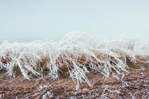 Nahaufnahme von gefrorenem Gras am Wintermorgen foto