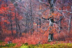 Herbst in den Karpaten. fantastische aussichten im oktober. die Magie foto
