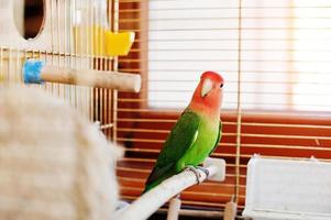 lustiger Lovebird-Papagei im großen Käfig auf dem Zimmer mit Sonnenschein. foto