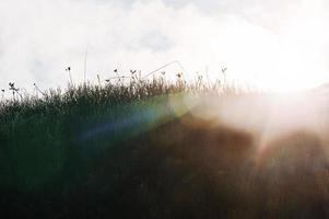 kaltes Frostgras in den Bergen beleuchtet die Sonne. Sonnenlicht auf dem Berg foto