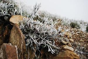 Nahaufnahme von gefrorenem Gras auf Bergfelsen. foto