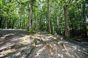 alte Baumwurzeln im grünen Wald am sonnigen Tag foto