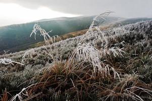 Nahaufnahme von gefrorenem Gras am Wintermorgen in den Bergen. foto