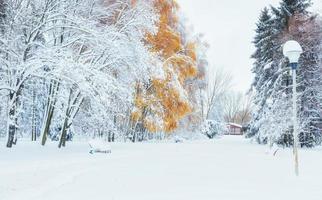 Oktober Bergbuchenwald mit erstem Winterschnee foto