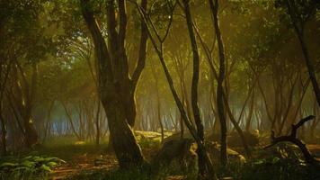 Nebliger Morgen im Wald mit Lichtstrahlen im Wald foto