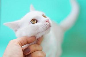 Hand, die niedliche, süße, neugierige weiße Kitty-Katze auf mentholfarbenem Hintergrund berührt. freund, haustier, allergie, zärtlichkeit, einsamkeitskonzept foto