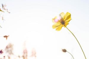 gelbe Kosmosblumen im Garten. foto