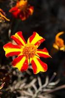 schöne rötlich-gelbe Streifen von Mary Kot Flower auf einem verschwommenen Hintergrund. foto