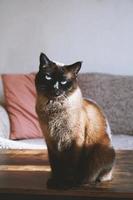 siamesische katze sitzt auf dem couchtisch im wohnzimmer foto