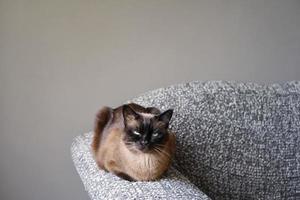 siamesische katze, die auf couch armlehne im wohnzimmer ruht foto