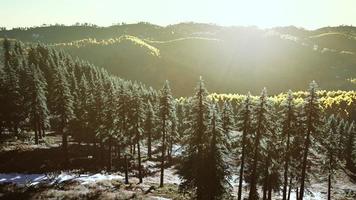 Herbst skandinavisch wie Wald und Landschaft mit lebendigen Herbstfarben foto