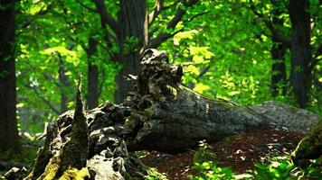 Waldlandschaft mit alten massiven Bäumen und bemoosten Steinen foto