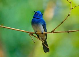 Schwarznackenmonarch oder schwarznackenblauer Fliegenschnäpper, der auf einem Ast im Wald sitzt foto