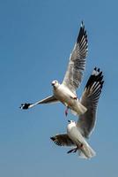 Möwen fliegen in den Himmel foto