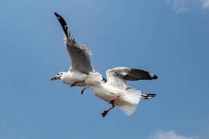 Möwen fliegen in den Himmel foto