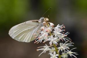 Appalachischer azurblauer Schmetterling auf einer Wildblume foto