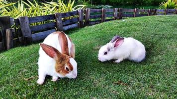 Zwei weiße und braune Kaninchen laufen auf dem Rasen. foto