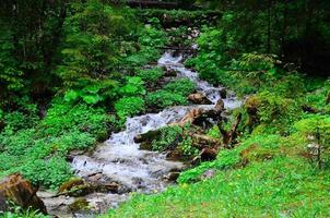 kleiner Wasserfall im Wald foto