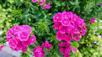 schöne rosa blühende süße williamblumen, dianthus barbatus. foto