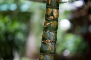 wilde Tiere, die in freier Wildbahn geboren wurden. Essen in natürlichen Farben fand in der Bar von Thailand statt. der baum ist schön. foto