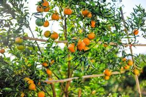 Orangengarten mit vielen reifen Obstgärten. Gelb steht dem orangefarbenen Garten der Gärtner gegenüber, die auf die Ernte warten. foto