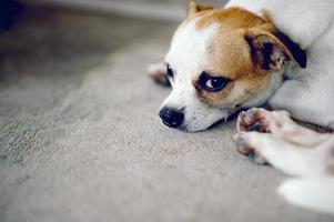 süßer weißer hund wartet darauf, dass der chef nach hause zurückkehrt. Ich sitze tagsüber vor dem Haus. foto