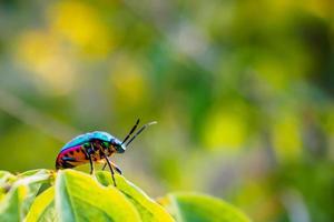 Juwelenfehler in der Natur foto